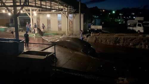 今年の漁は終了【2021/11/24】