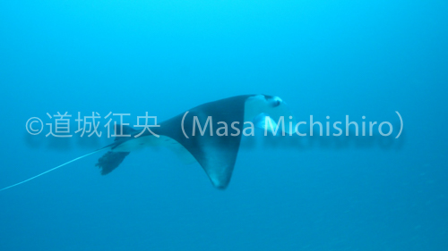 受信機を付けられたマンタ［動画］