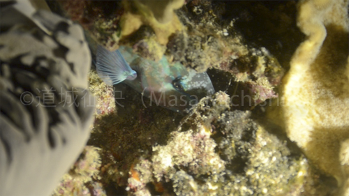 目を開けて眠る魚［動画］