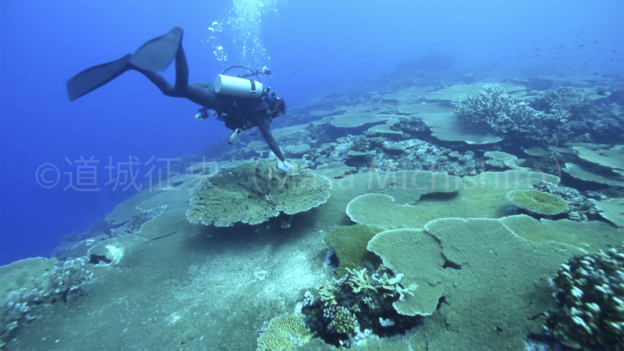 サンゴに絡むゴミを回収するダイバー［動画］