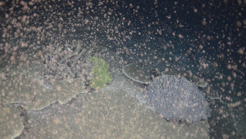 サンゴの産卵［動画］