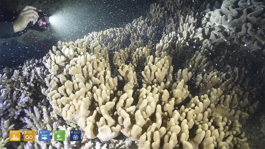 ソフトコーラルの産卵［動画］