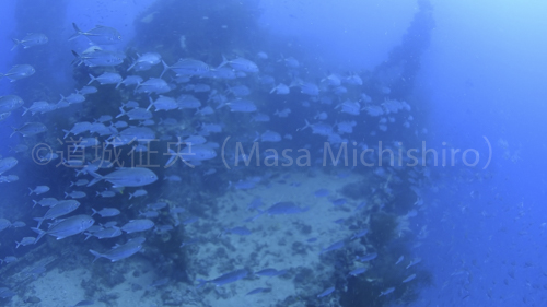 魚影の濃い神國丸、それは史上最高［動画］