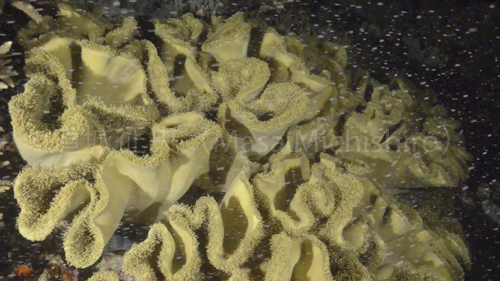 ソフトコーラルの放卵（宜野湾）