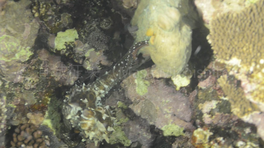 タコの日［動画］