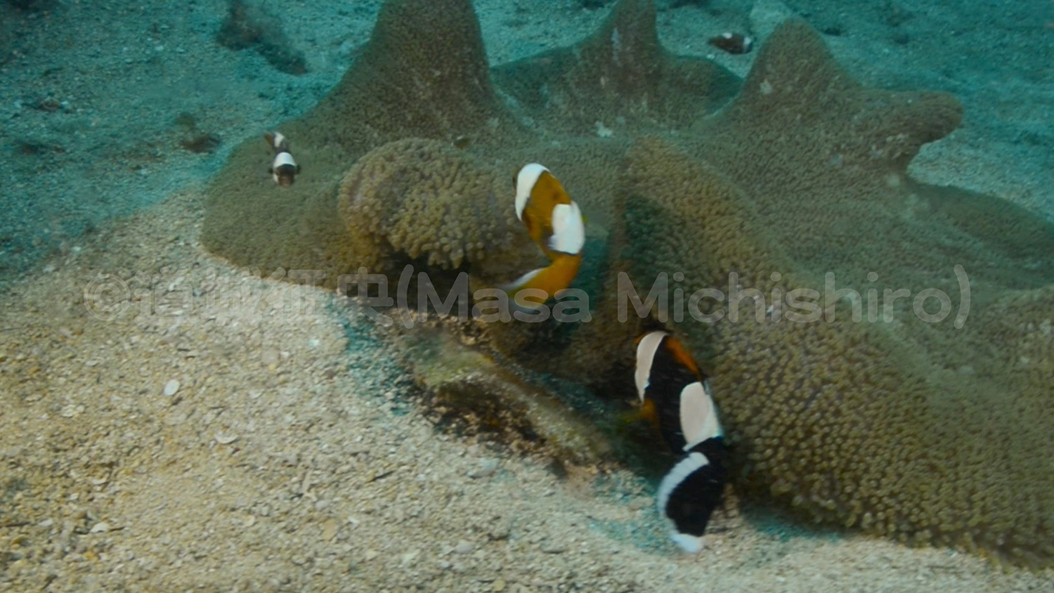 トウアカクマノミ［動画］