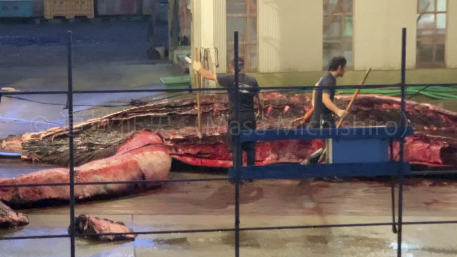今年見た和田浦でのクジラ解体［動画］