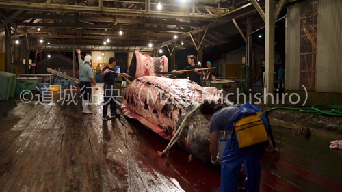 ツチクジラの解体［動画］